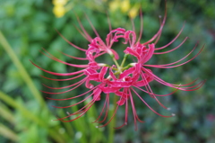 マンションの花壇１