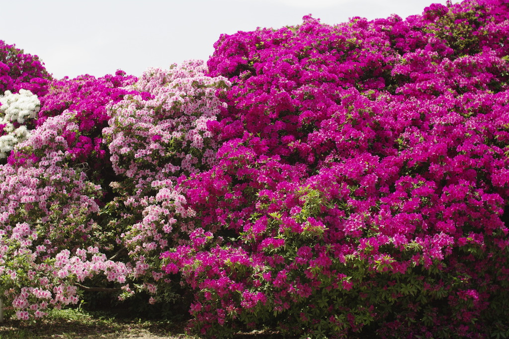浅香山浄水場のつつじ-5