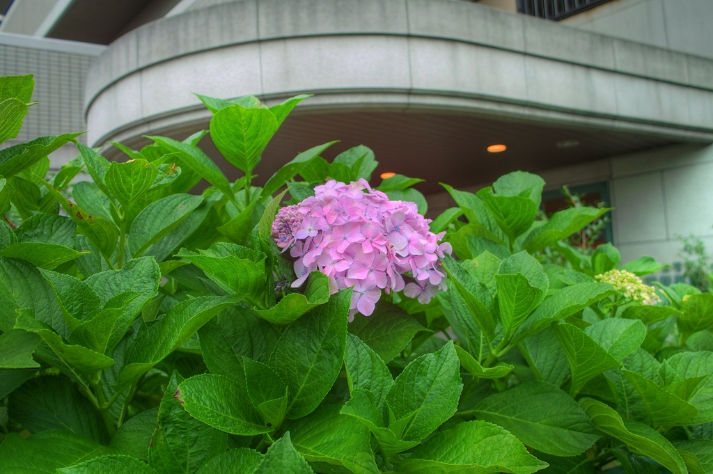 近所の紫陽花１