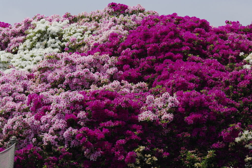 浅香山浄水場のつつじ-7