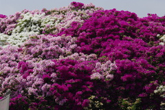 浅香山浄水場のつつじ-7