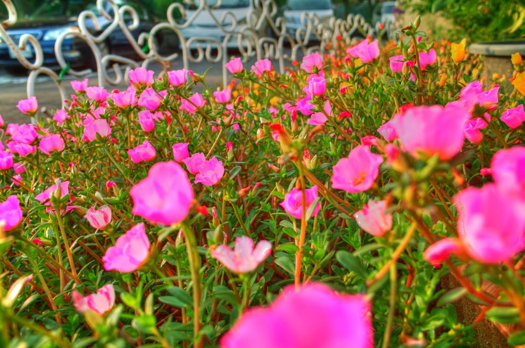 マンション花壇にて