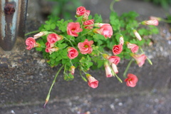 線路沿いの小径で