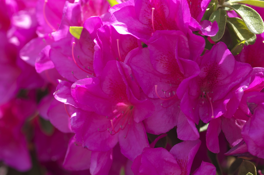 浅香山浄水場のつつじ-2