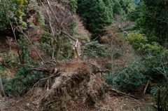 比叡山山中にて