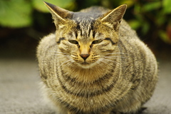 八瀬ケーブル駅ねこ