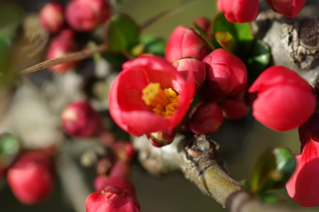 竜田川のほとりで