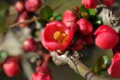 竜田川のほとりで