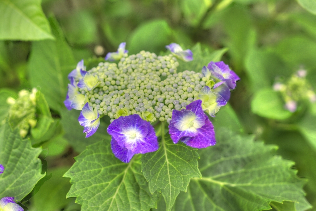 マンションの花壇
