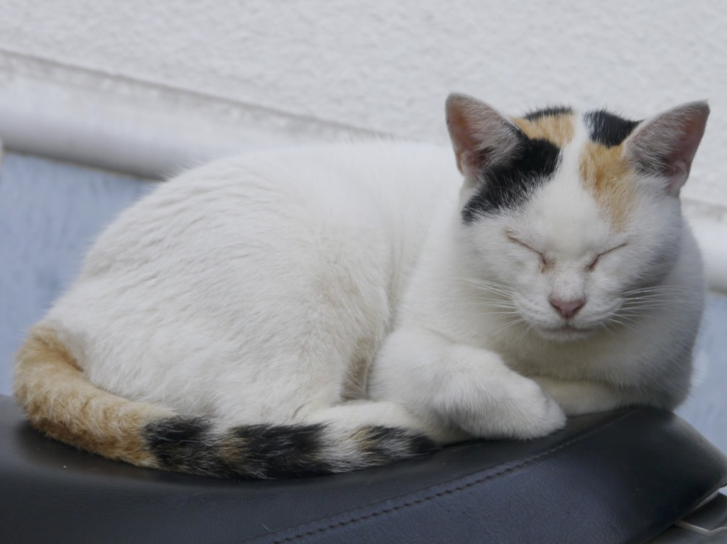 徳島・あわの抄の猫