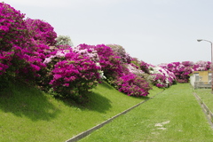 浅香山浄水場のつつじ-8