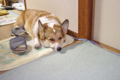 犬（フラッシュあり）