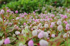 マンション花壇