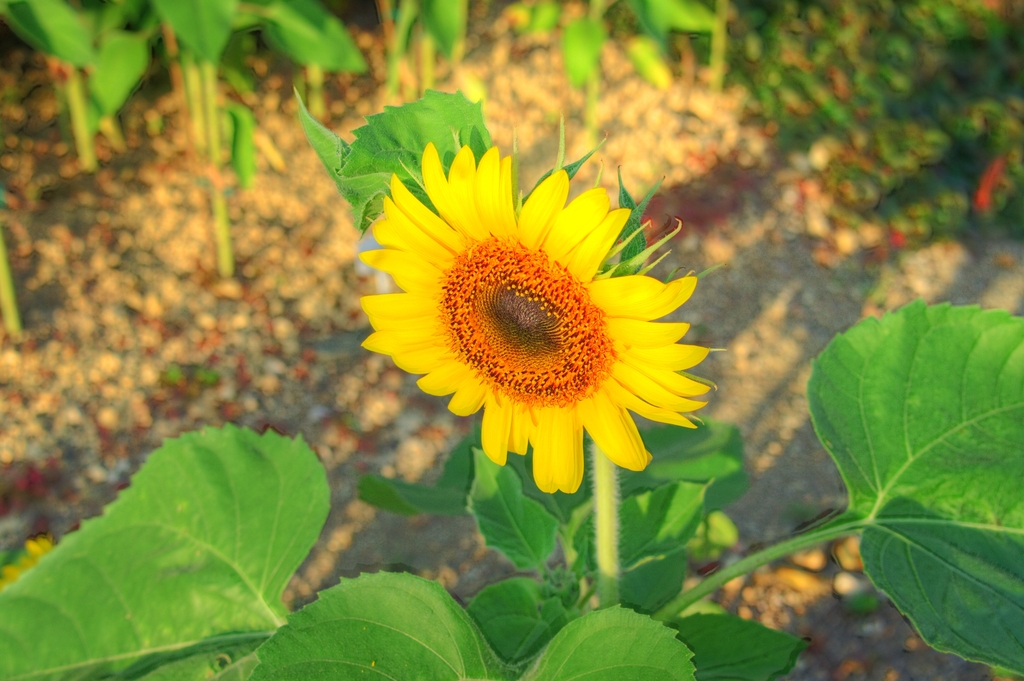 マンション花壇で