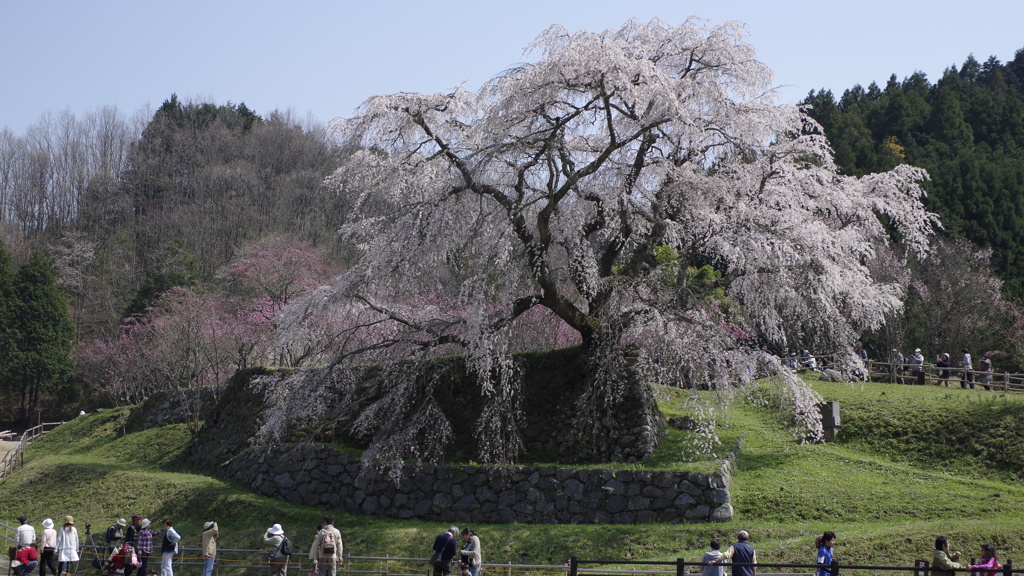 又兵衛桜