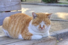 杭全公園のねこ