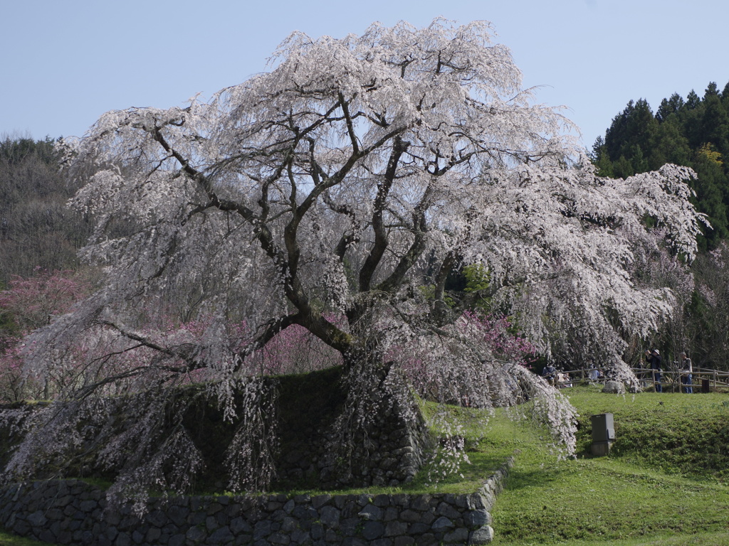 又兵衛桜