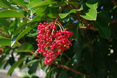 マンション中庭にて