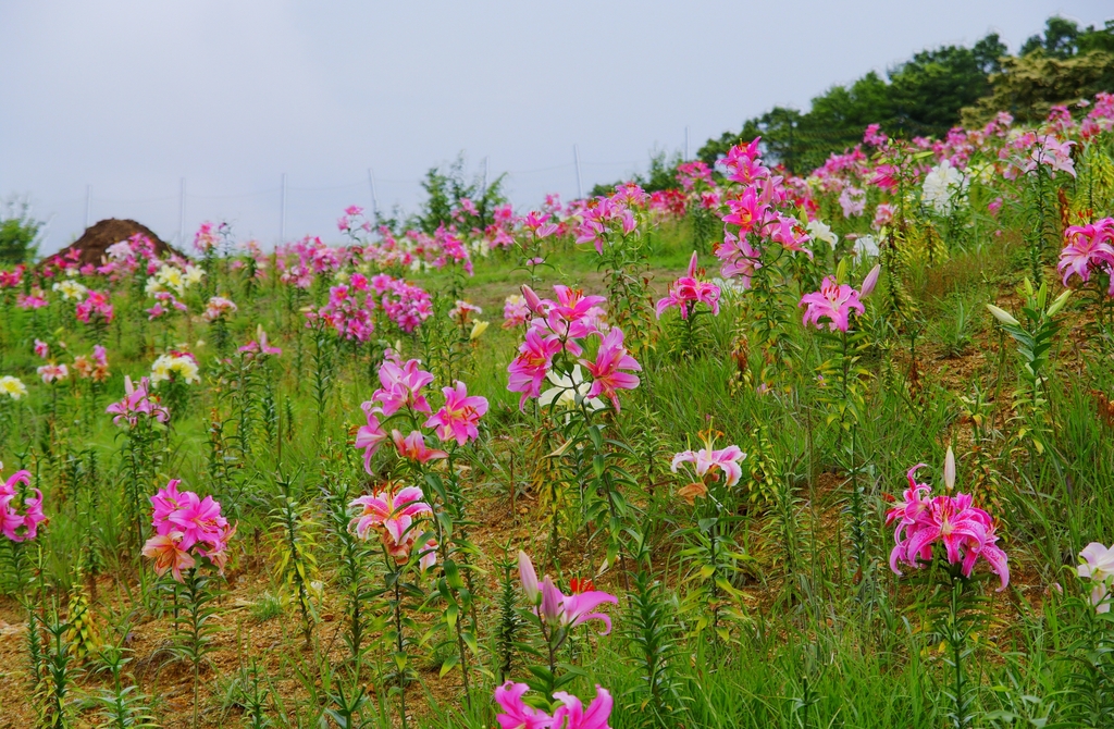 箱館山ゆり園にて１