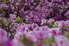 浅香山浄水場のつつじ-3