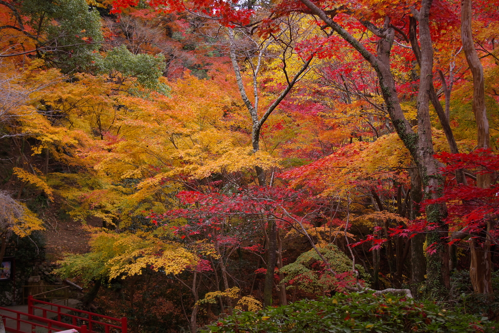 秋の外山