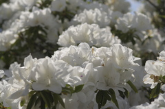 浅香山浄水場のつつじ-1