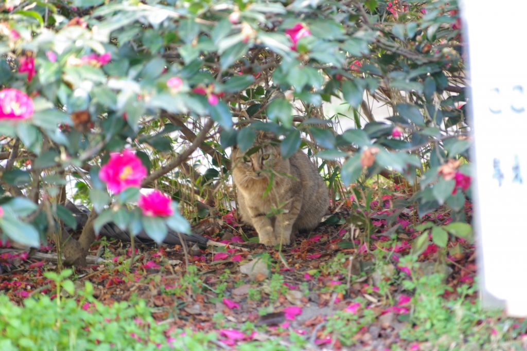 住吉公園にて