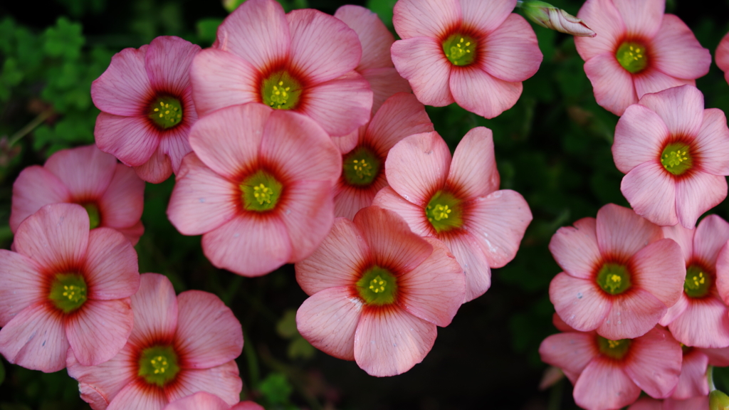近所の花