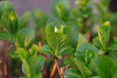 紫陽花の葉