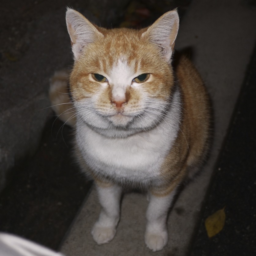 杭全公園のねこ