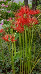 マンションの花壇にて２