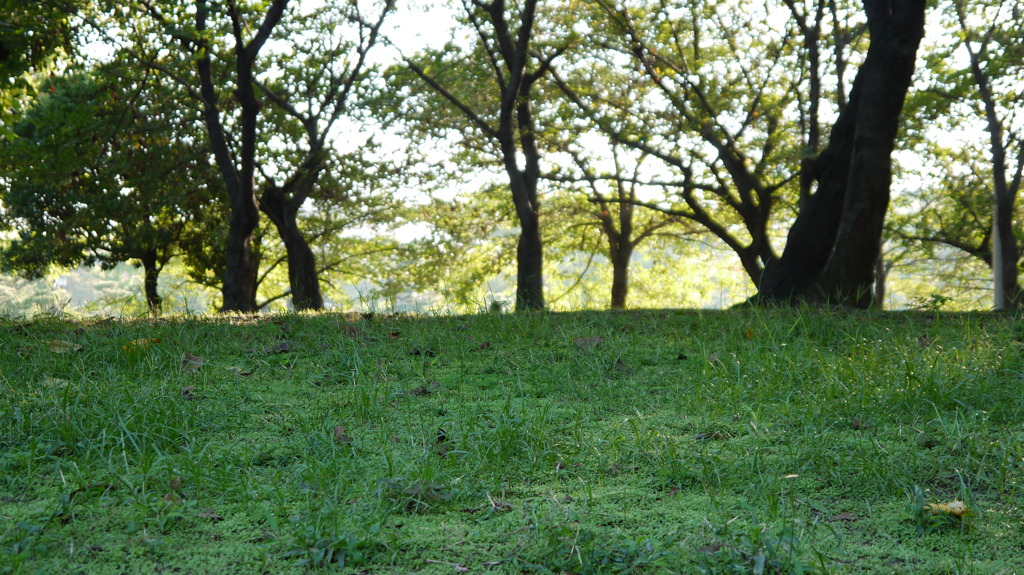 住吉公園２
