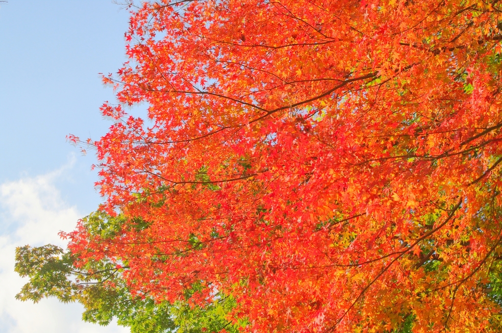 宇治にて