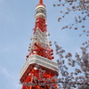 tokyo tower with sakura