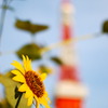 Long Hot Summer