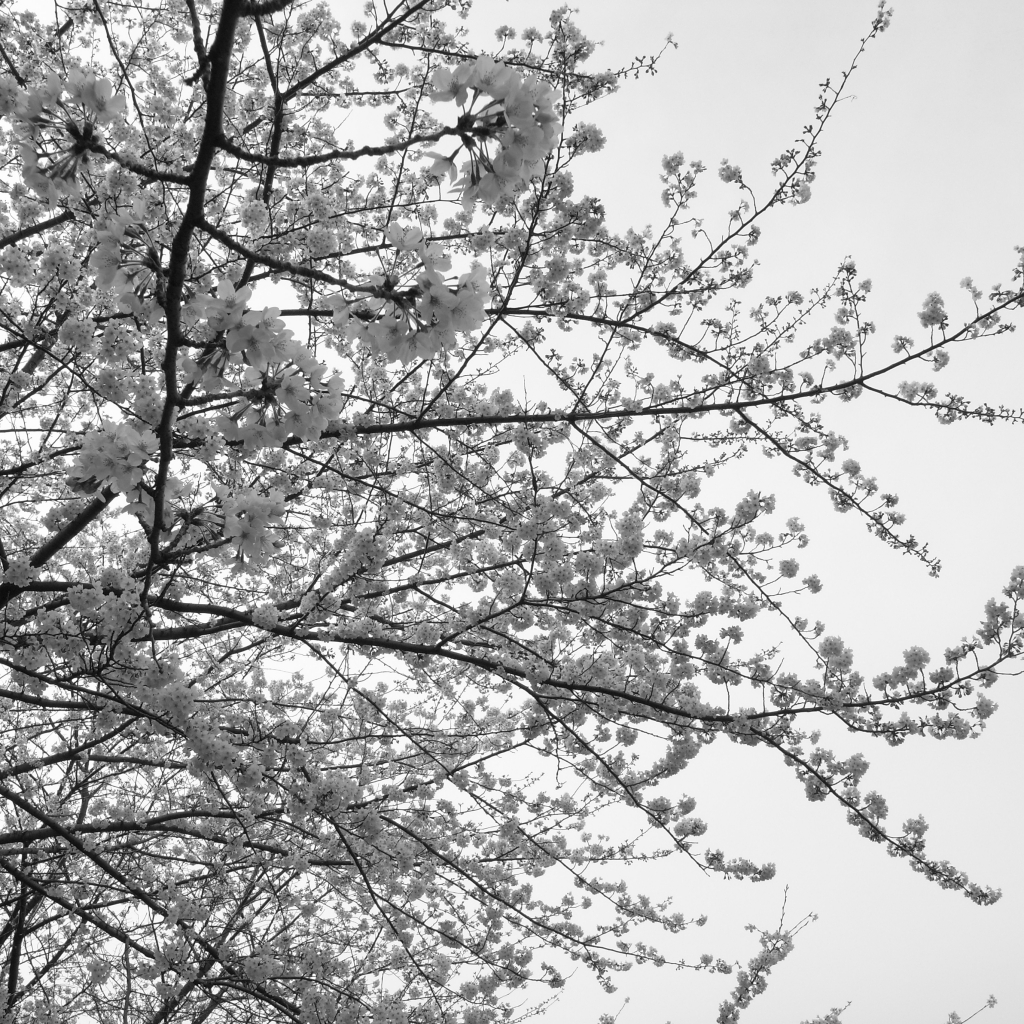 桜