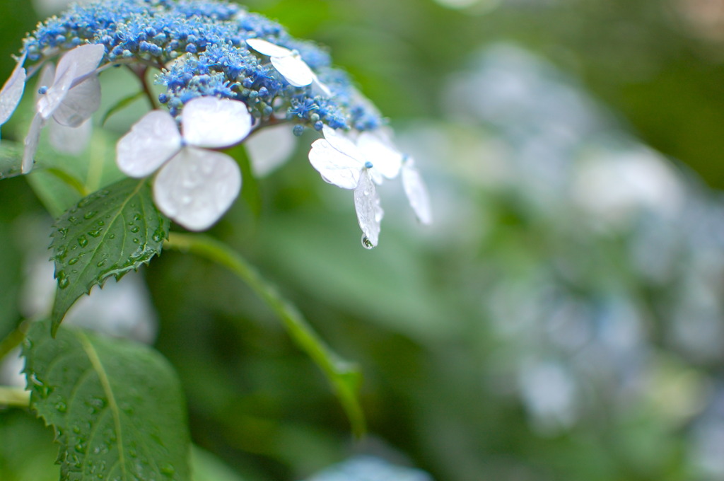 雨上がりの紫陽花