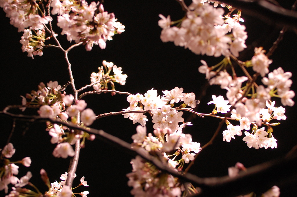 SAKURA
