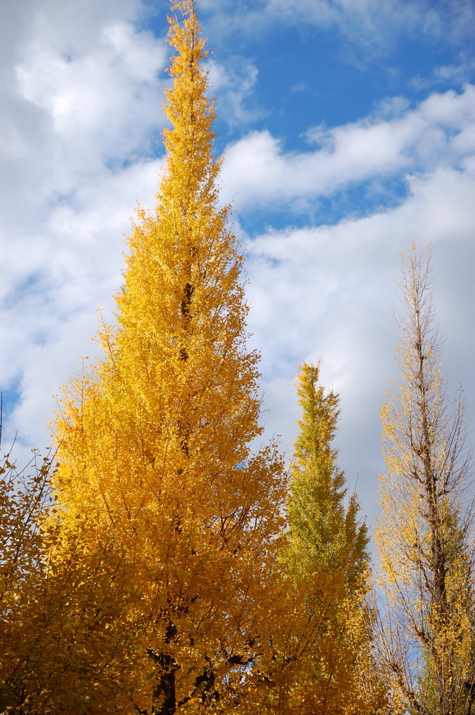 yellow white blue