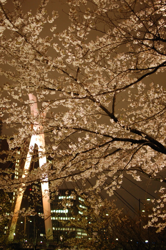 SAKURA