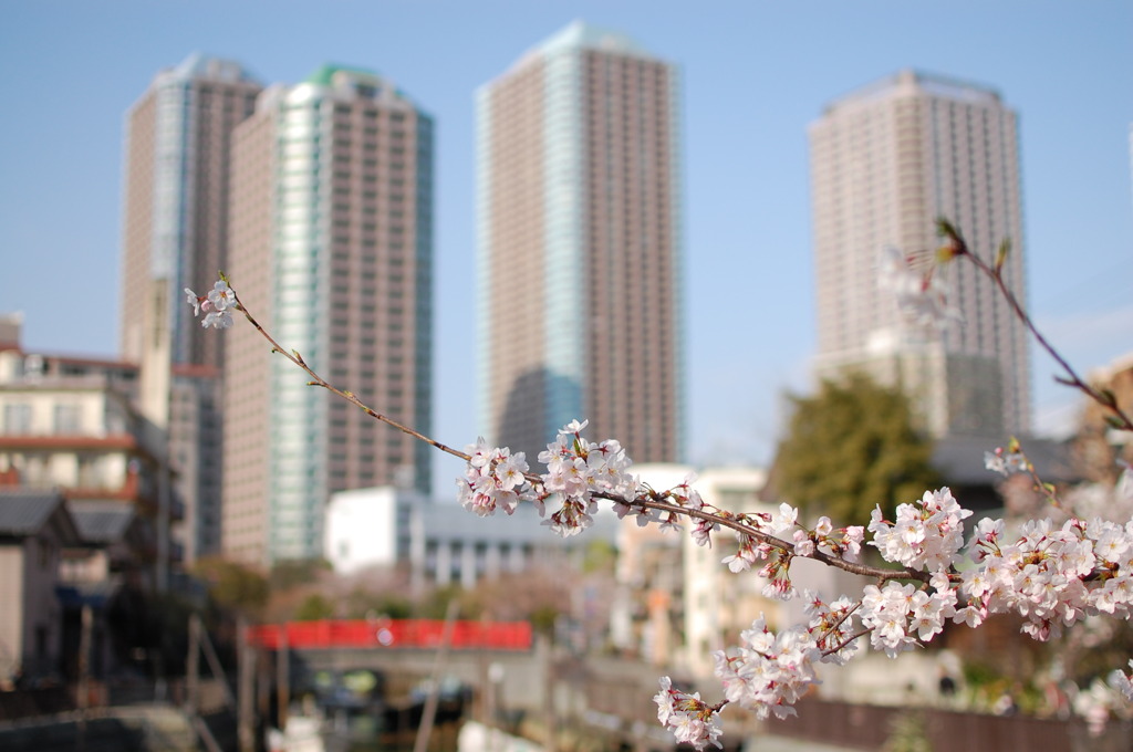 SAKURA