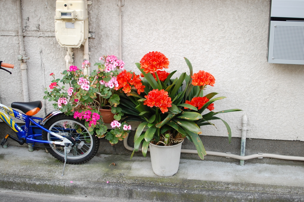 flower