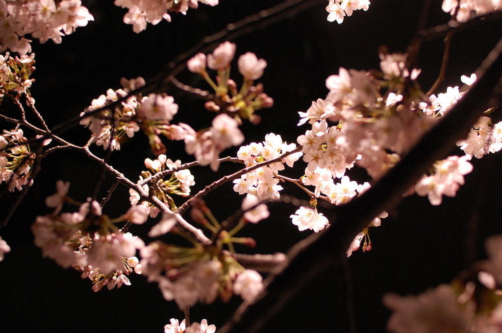 SAKURA