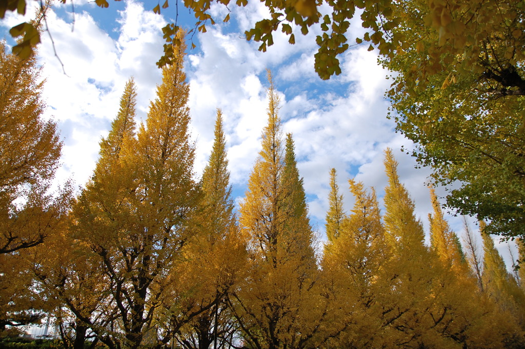 yellow white green blue