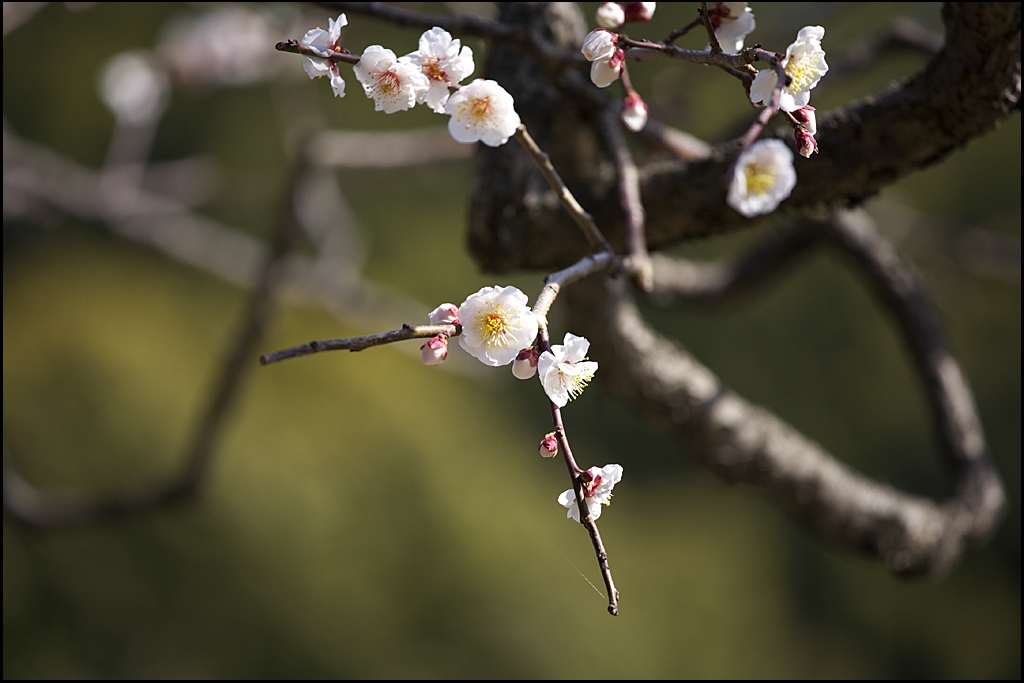 梅の花　IMG_2062m