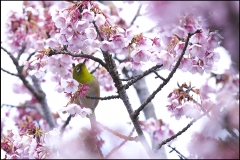 メジロと緋寒桜　IMG_1772m