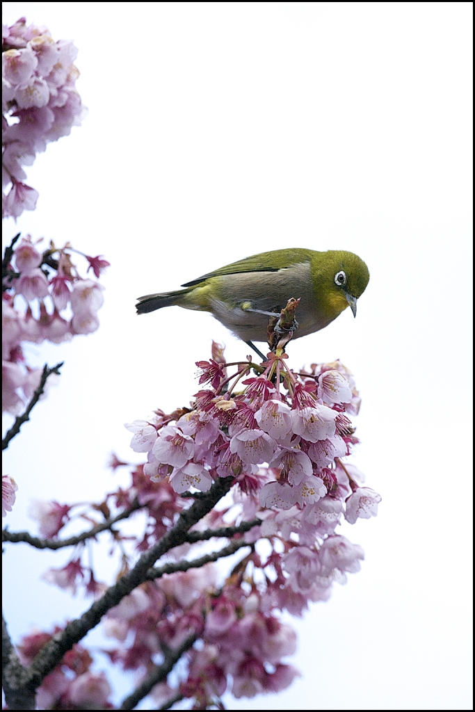 メジロと緋寒桜　IMG_1771m