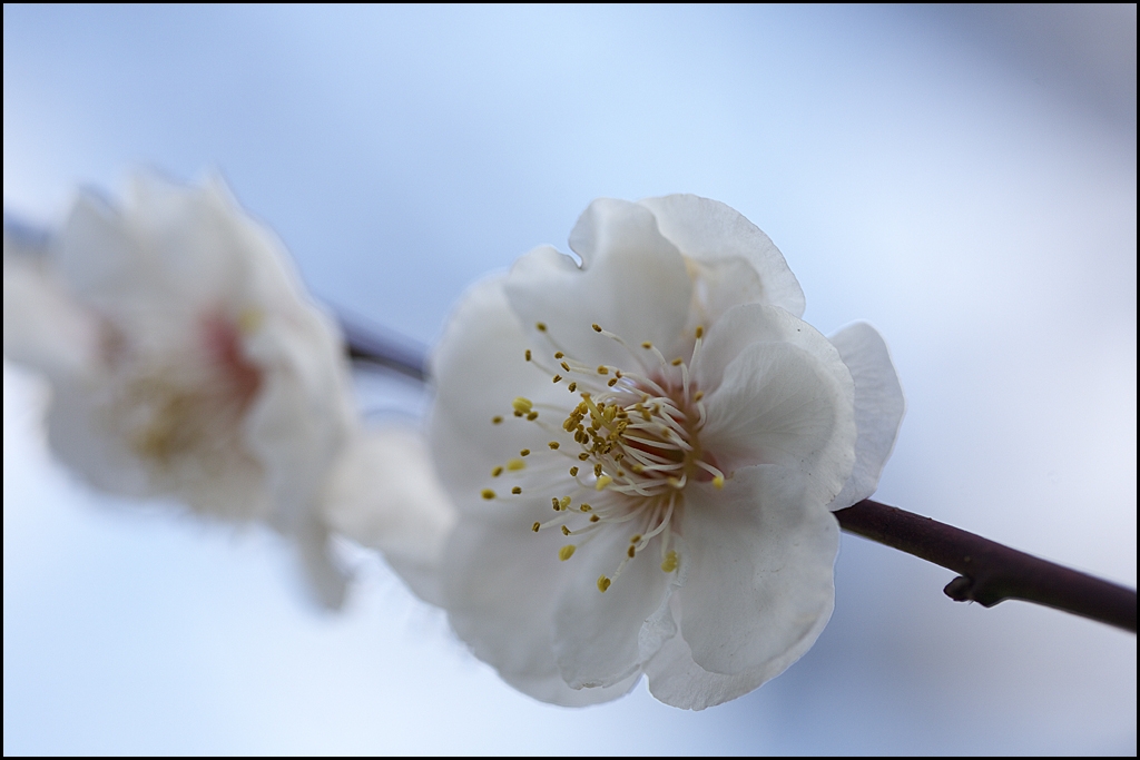 梅の花　IMG_2034m