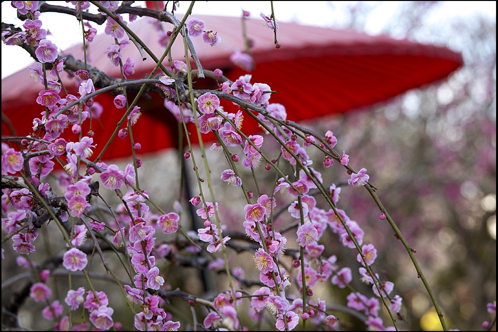 梅の花　IMG_2015m