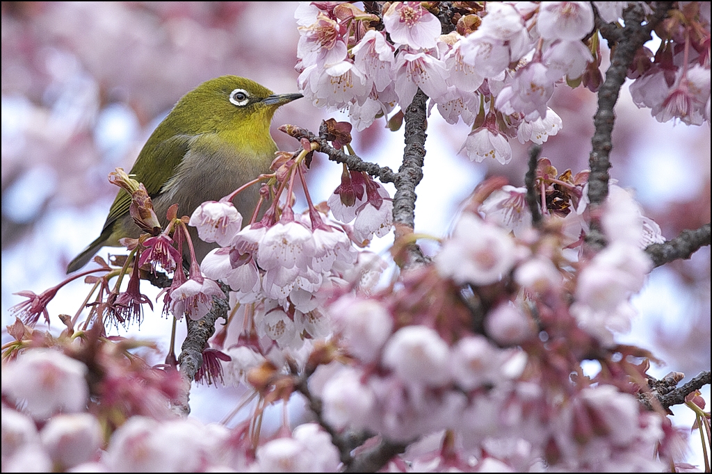 メジロと緋寒桜　IMG_1745m